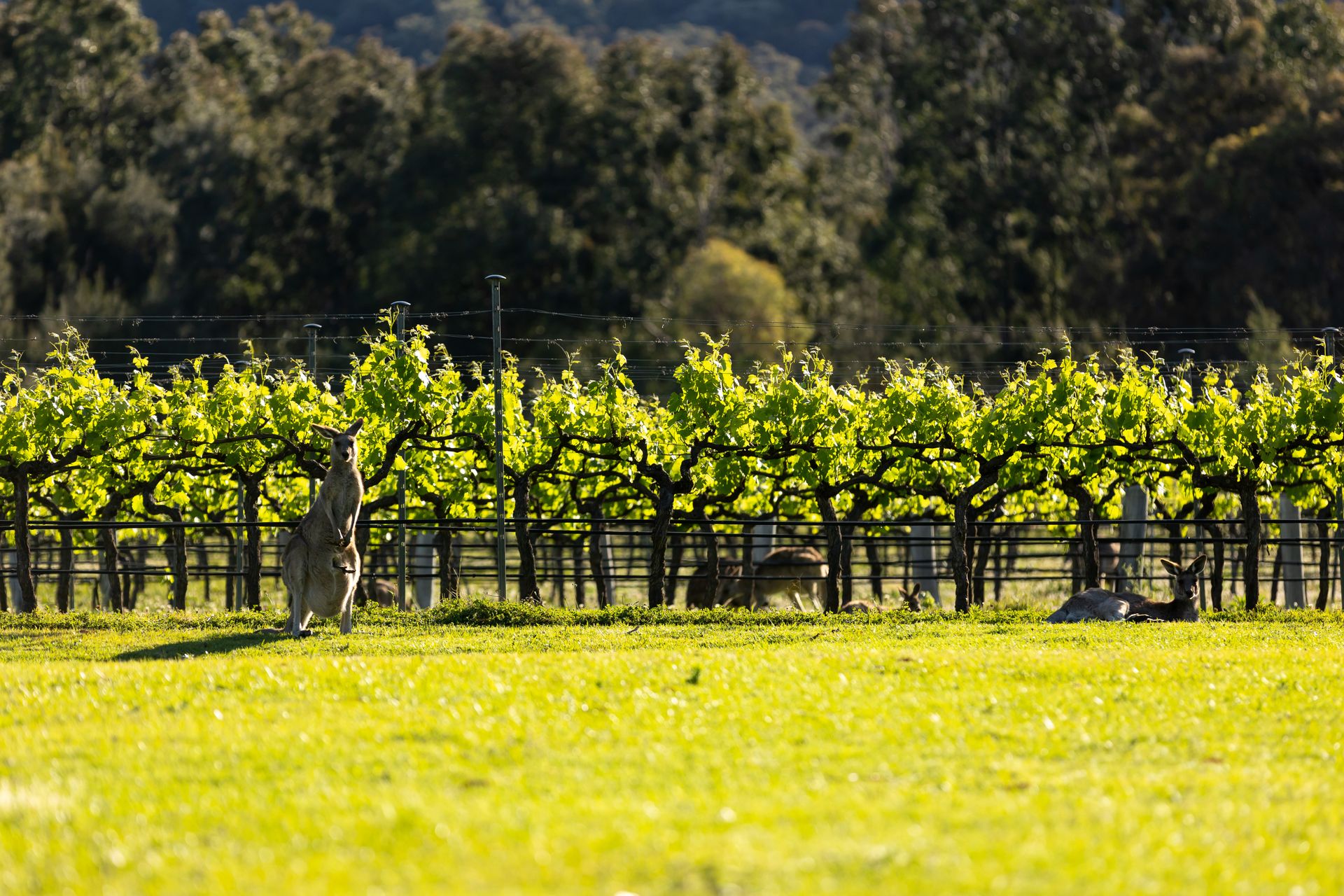 Brokenback Vineyard Luxe Homestead