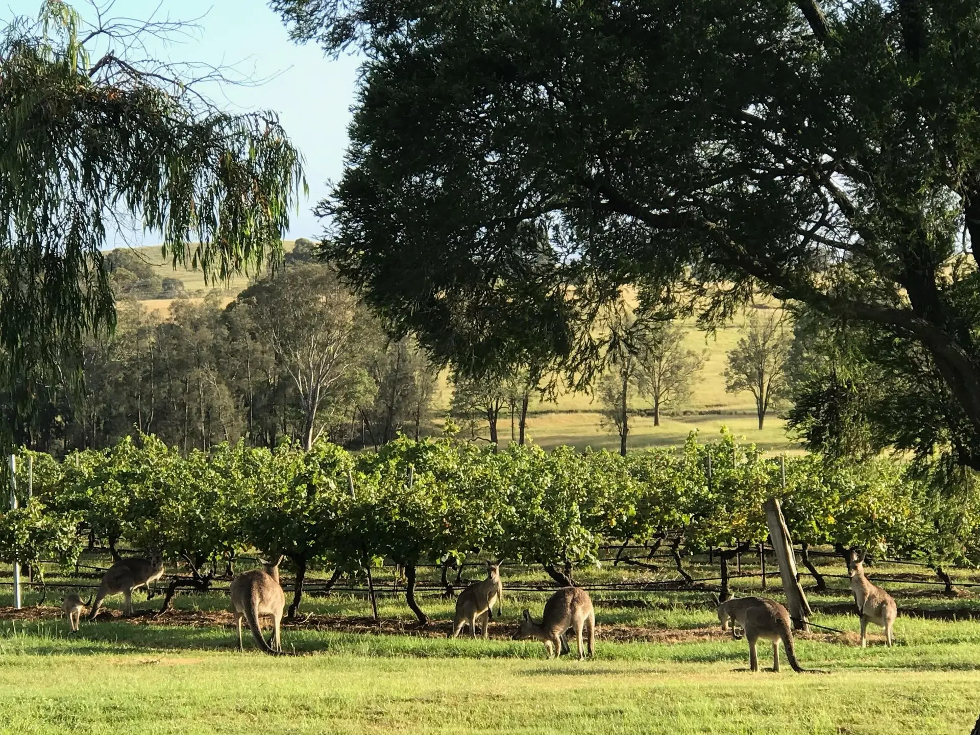 Kinloch Cottage stunning (renovated to new) on Daisy Hill Vineyard