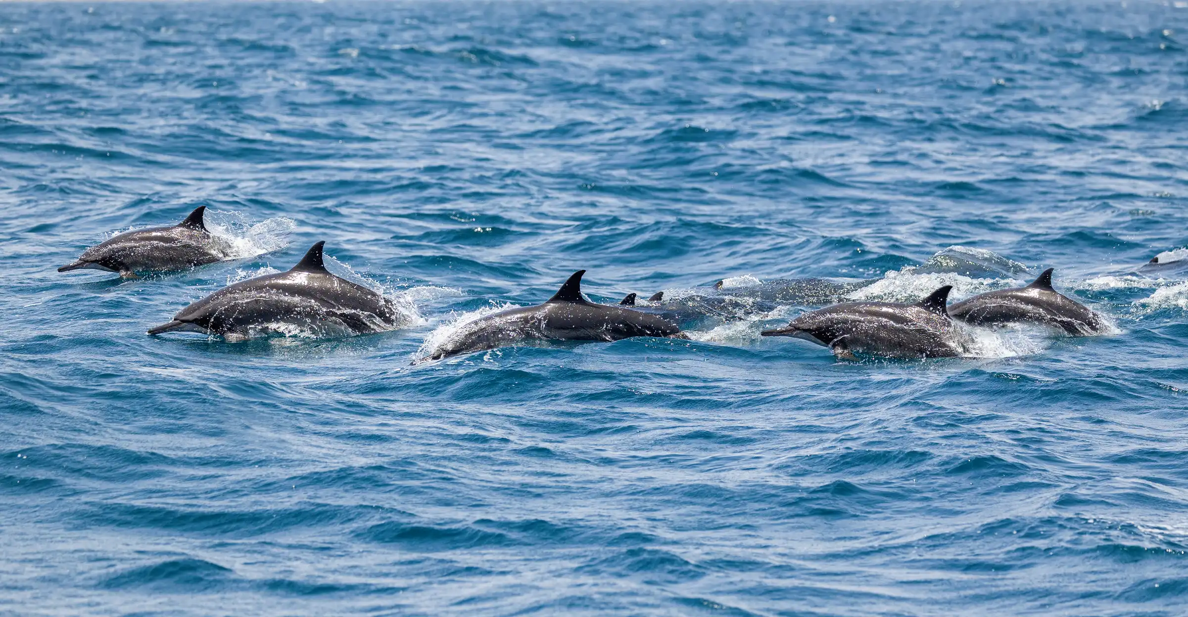 Dolphin Watching - Alloggio