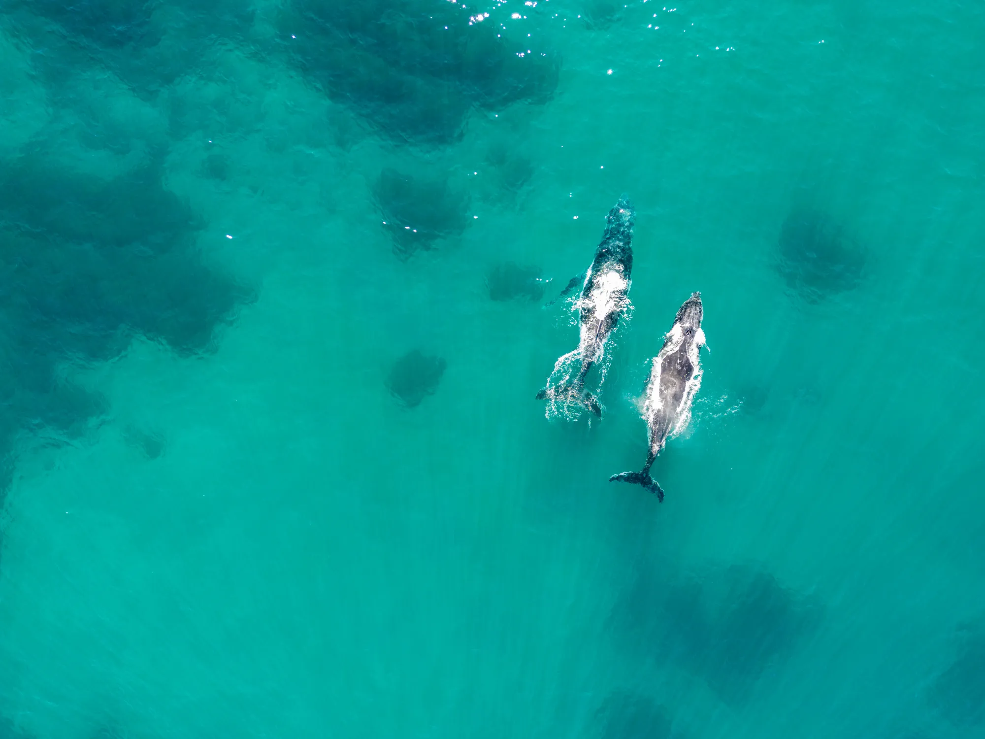 Go Whale Watching | Alloggio