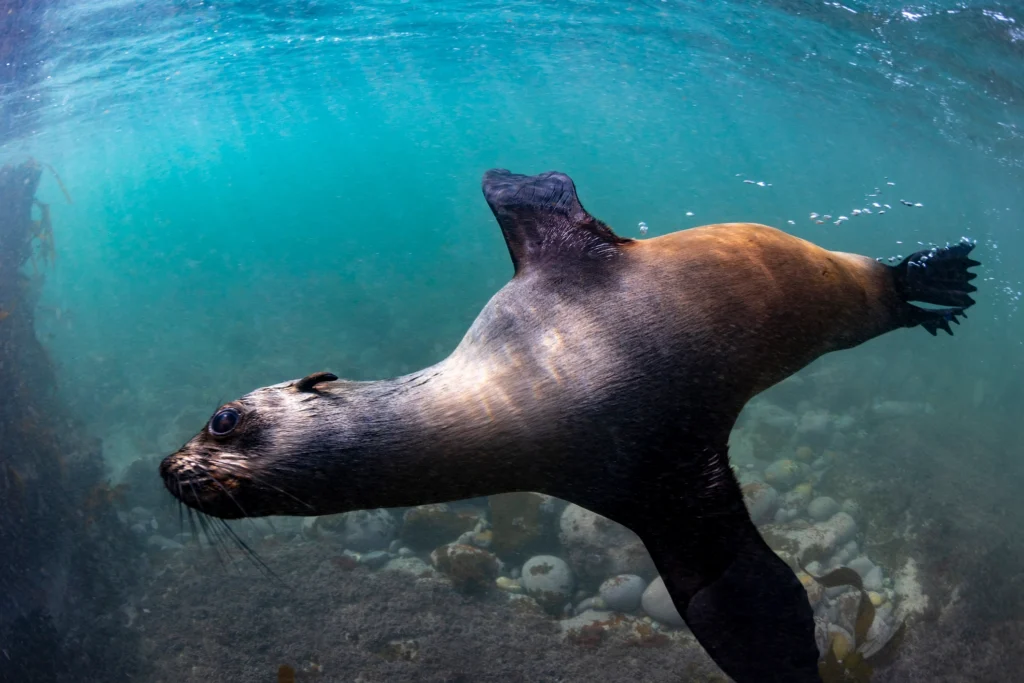 Dive with Seals in Jervis Bay - Alloggio