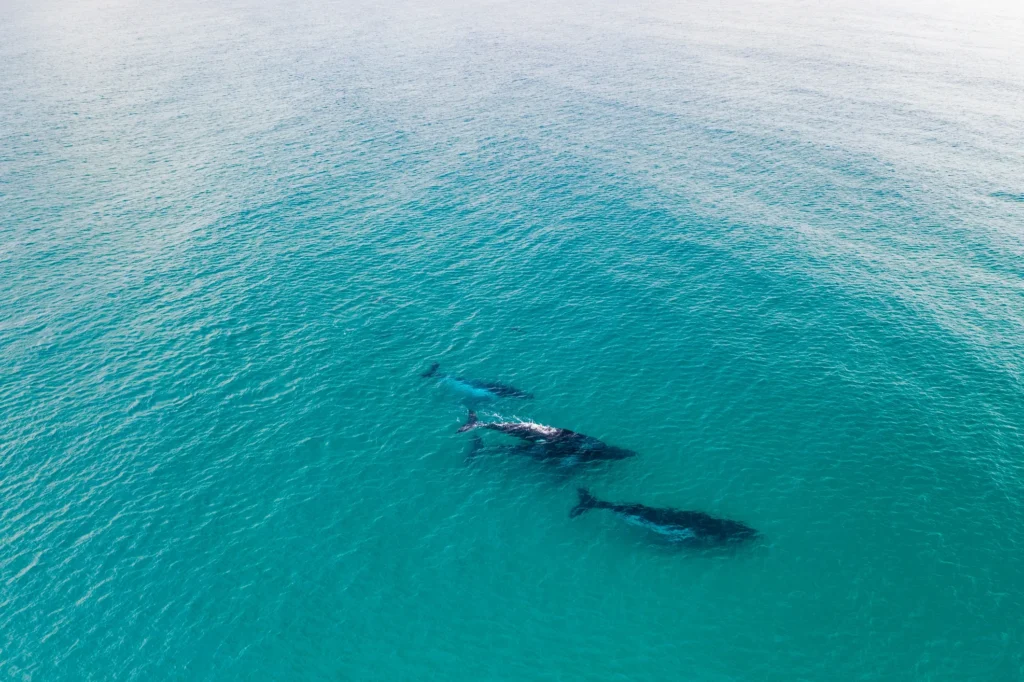 Paddle board with whales in Burleigh Heads - Alloggio