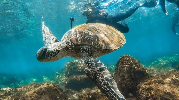 Swim with turtles in Mooloolaba | Alloggio