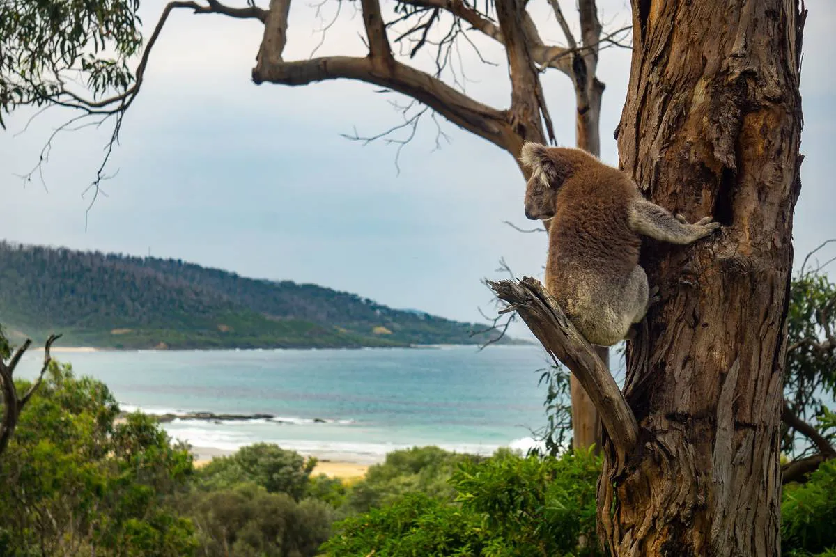 Spot Wildlife at Kennett River - Alloggio