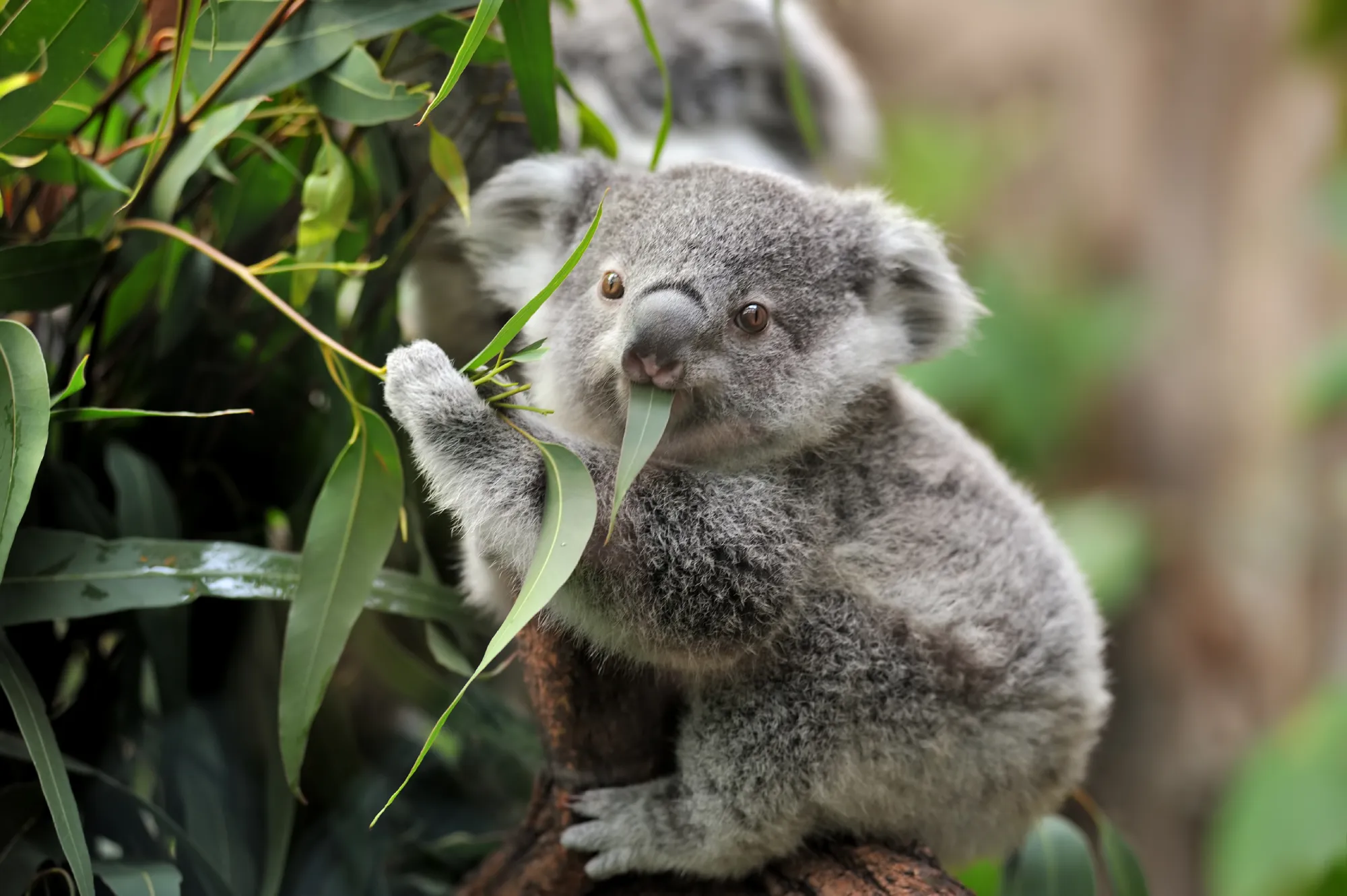 Spot Wildlife at Magnetic Island | Alloggio