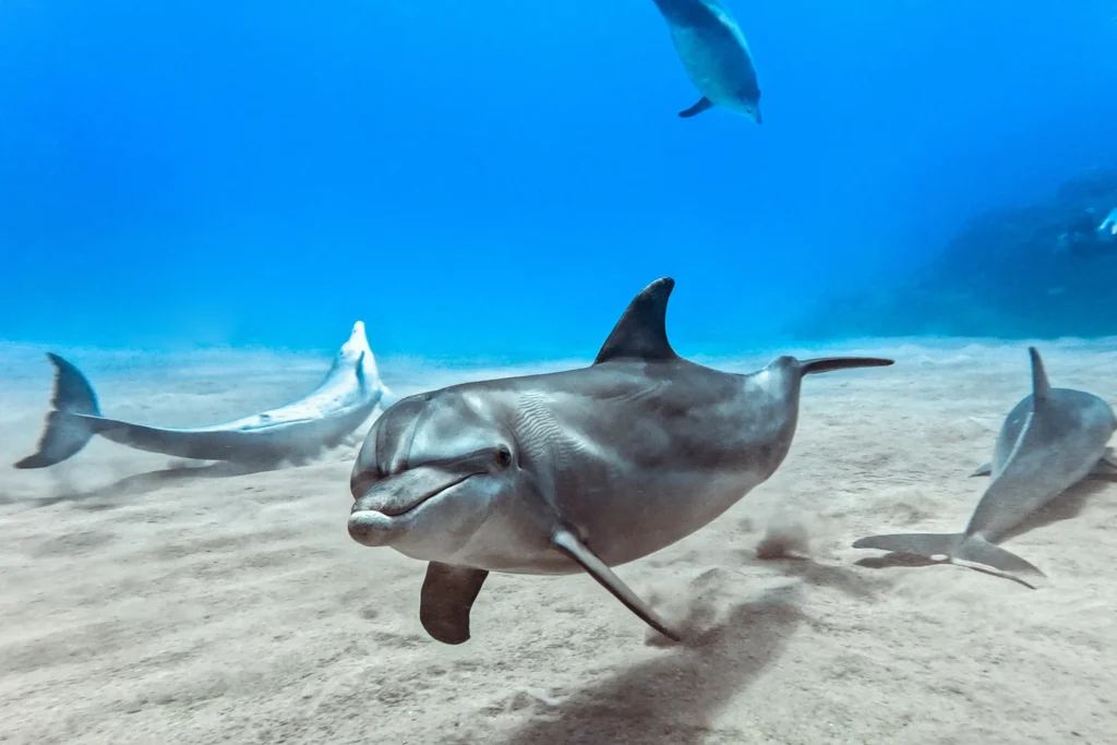 Spot Dolphins off the coast of Kingscliff - Alloggio